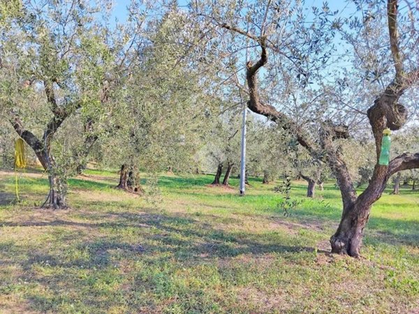 terreno agricolo in vendita a Moscufo