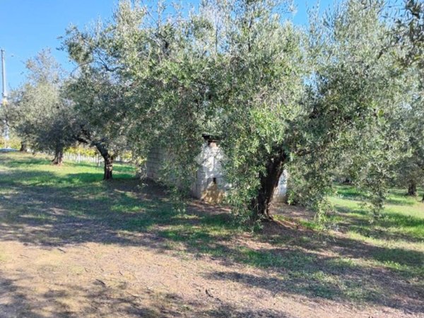 terreno agricolo in vendita a Moscufo