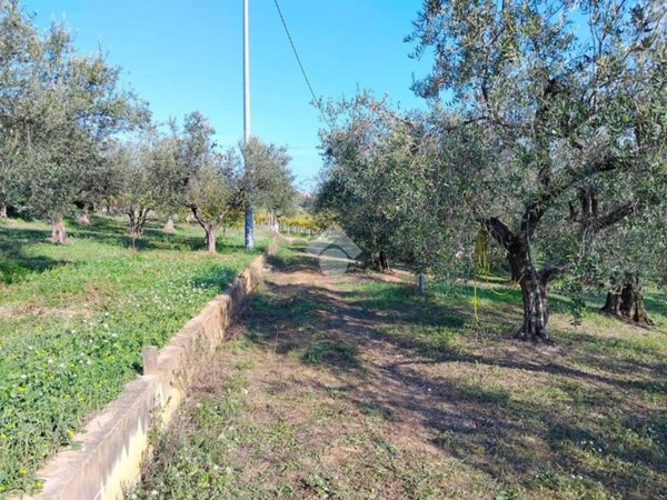 terreno agricolo in vendita a Moscufo
