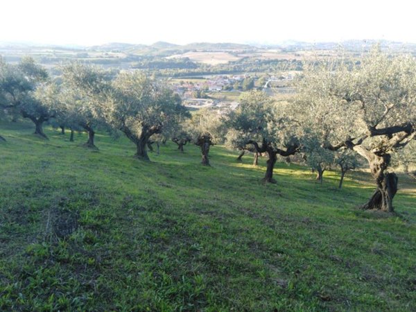 terreno agricolo in vendita a Moscufo