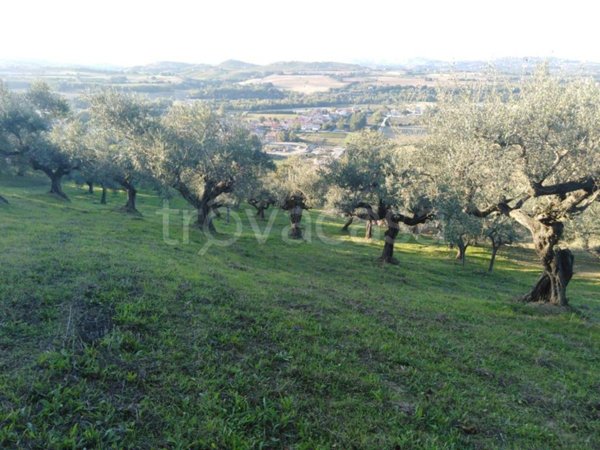 terreno agricolo in vendita a Moscufo