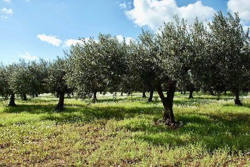 terreno agricolo in vendita a Moscufo