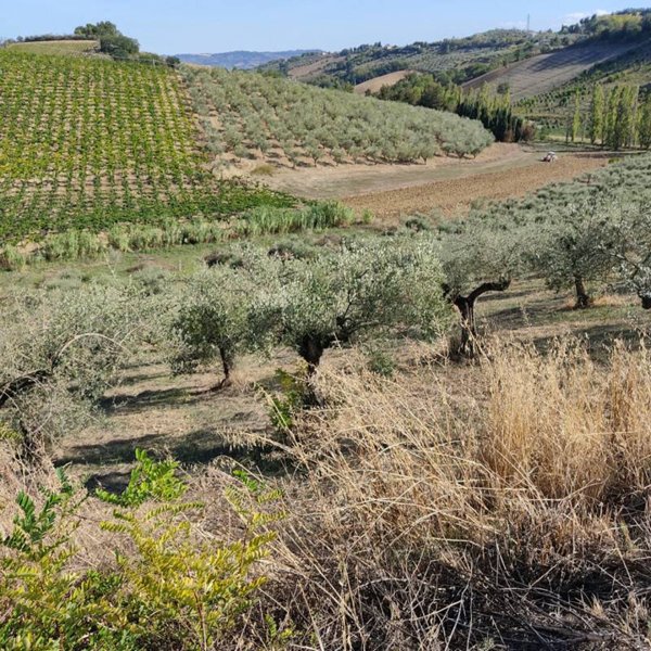 terreno agricolo in vendita a Moscufo