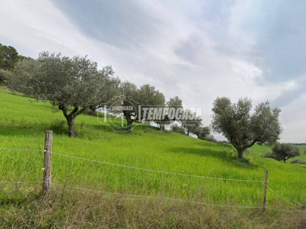 terreno agricolo in vendita a Moscufo