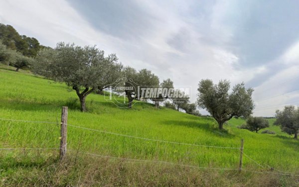 terreno agricolo in vendita a Moscufo