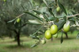 terreno agricolo in vendita a Moscufo