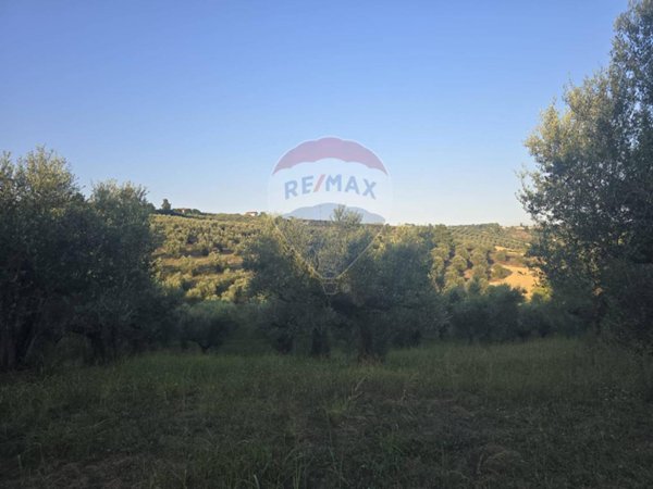 terreno agricolo in vendita a Moscufo