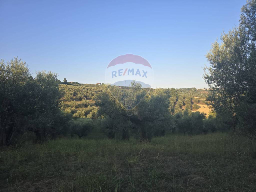 terreno agricolo in vendita a Moscufo
