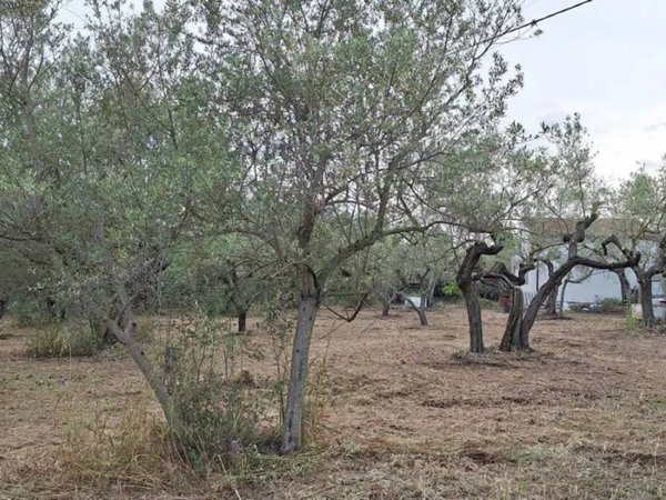 terreno agricolo in vendita a Moscufo