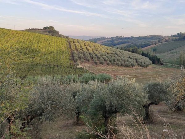 terreno agricolo in vendita a Moscufo