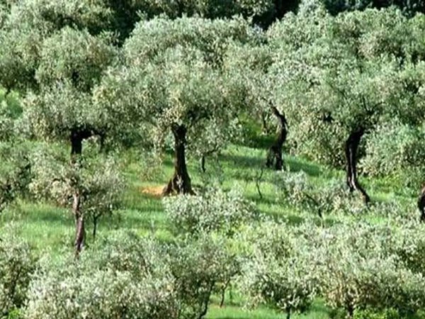 terreno agricolo in vendita a Moscufo