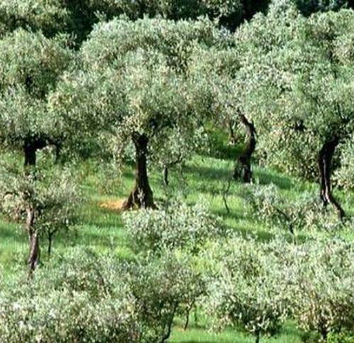 terreno agricolo in vendita a Moscufo