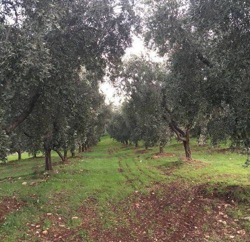 terreno agricolo in vendita a Moscufo