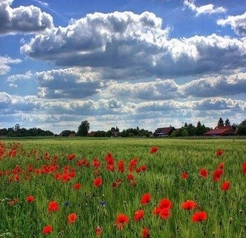terreno agricolo in vendita a Moscufo