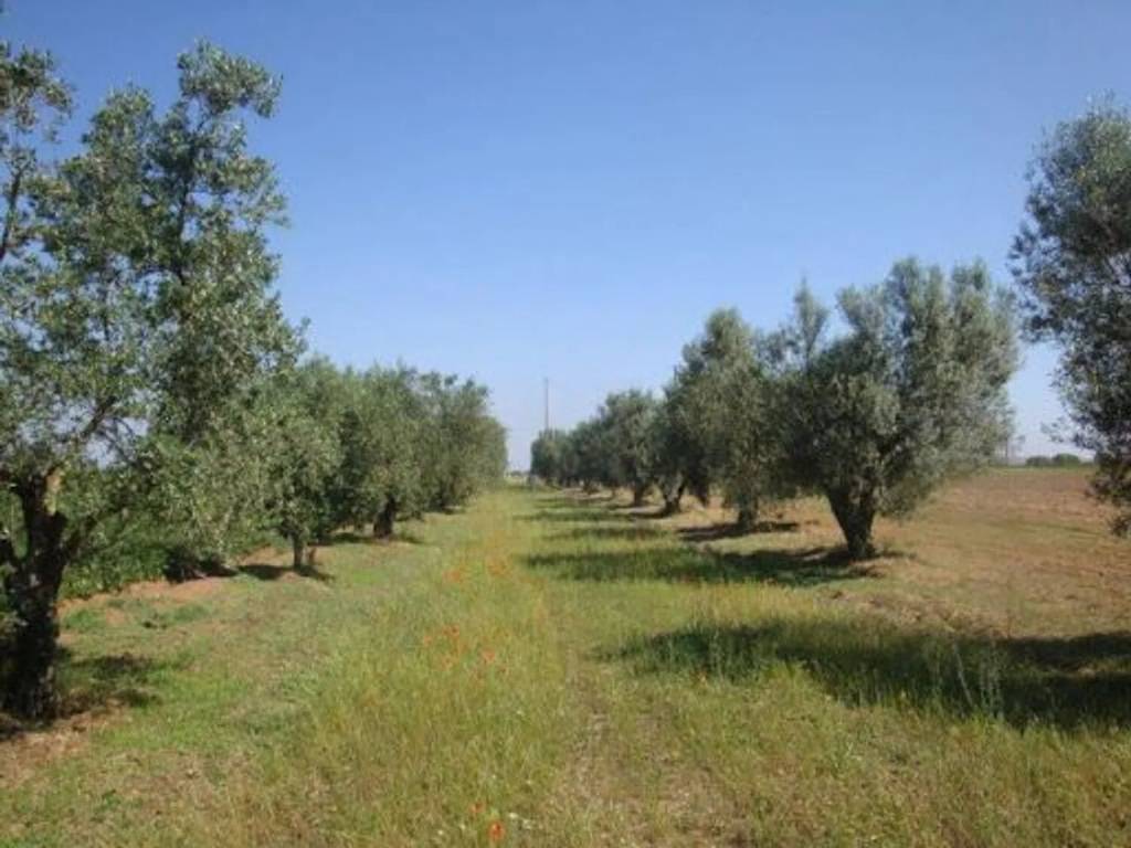 terreno agricolo in vendita a Moscufo
