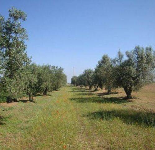 terreno agricolo in vendita a Moscufo