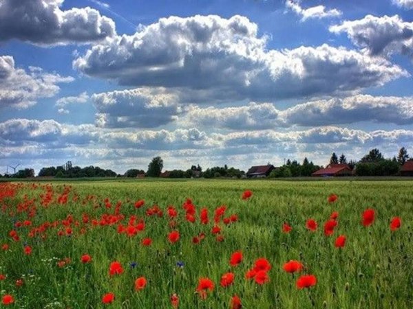 terreno agricolo in vendita a Moscufo
