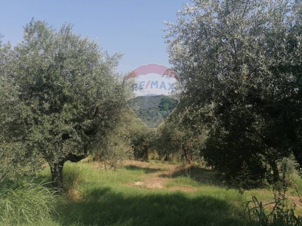 terreno agricolo in vendita a Moscufo
