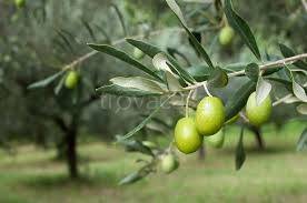 terreno agricolo in vendita a Moscufo