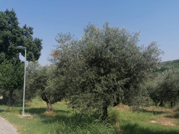 terreno edificabile in vendita a Moscufo