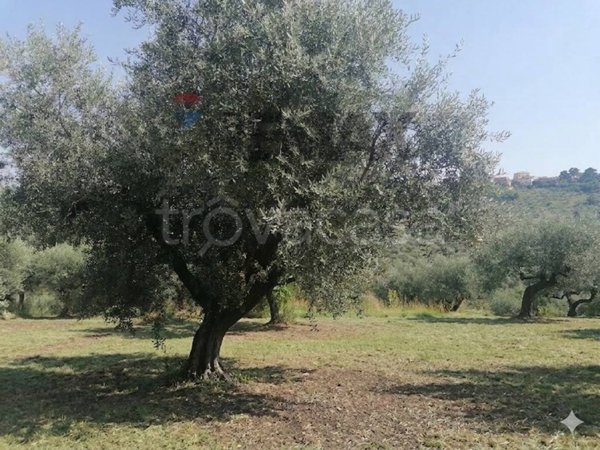 terreno edificabile in vendita a Moscufo in zona Senarica