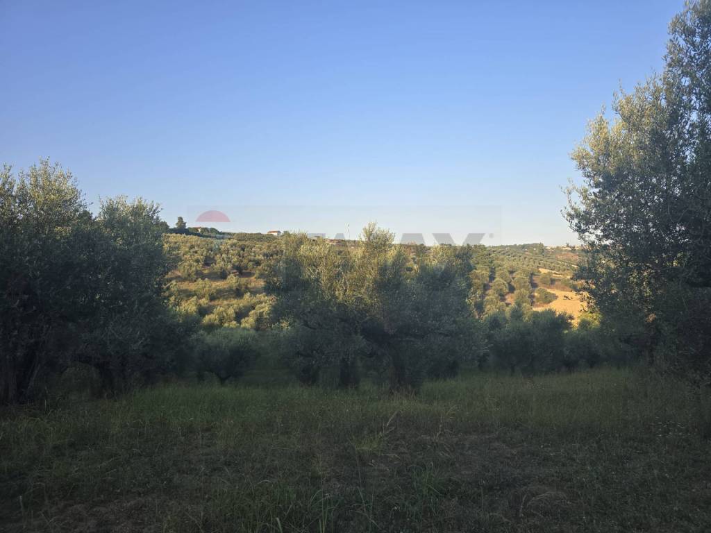 terreno agricolo in vendita a Moscufo