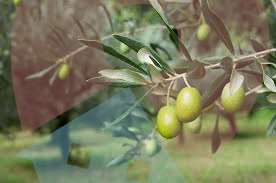 terreno agricolo in vendita a Moscufo