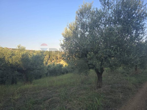 terreno agricolo in vendita a Moscufo