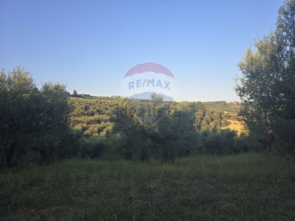 terreno agricolo in vendita a Moscufo