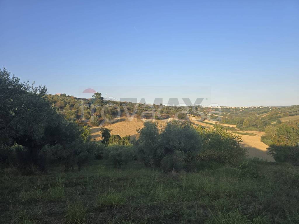 terreno agricolo in vendita a Moscufo