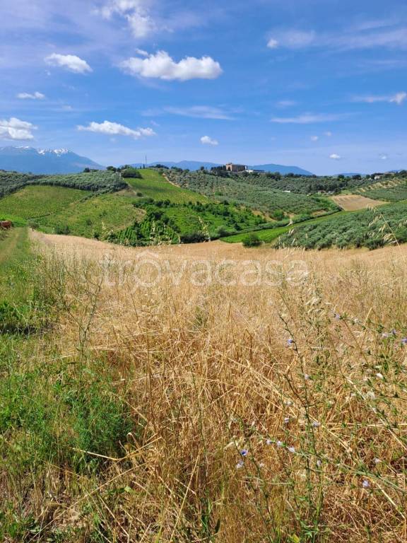 terreno agricolo in vendita a Moscufo