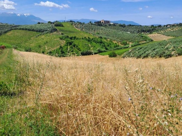 terreno agricolo in vendita a Moscufo