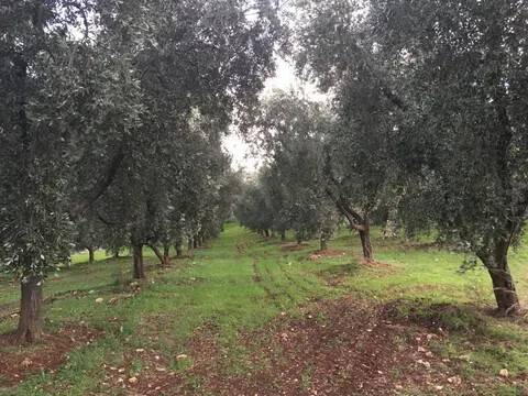 terreno agricolo in vendita a Moscufo in zona Valle Pelillo