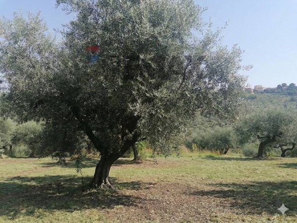 terreno edificabile in vendita a Moscufo