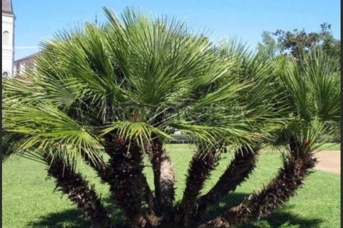 casa indipendente in vendita a Pescara in zona Santa Filomena