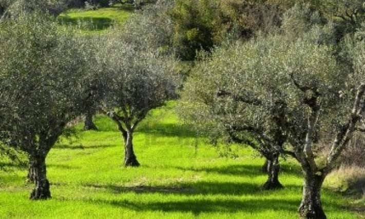 casa indipendente in vendita a Pianella