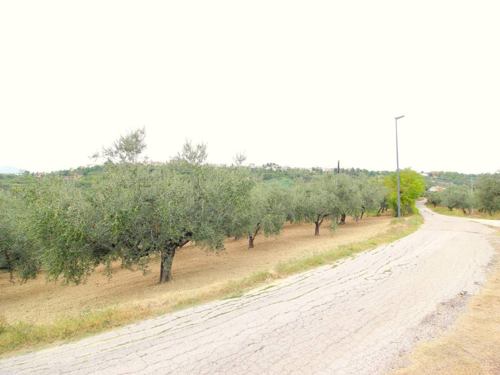 terreno agricolo in vendita a Pianella