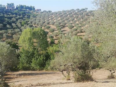 terreno agricolo in vendita a Pianella