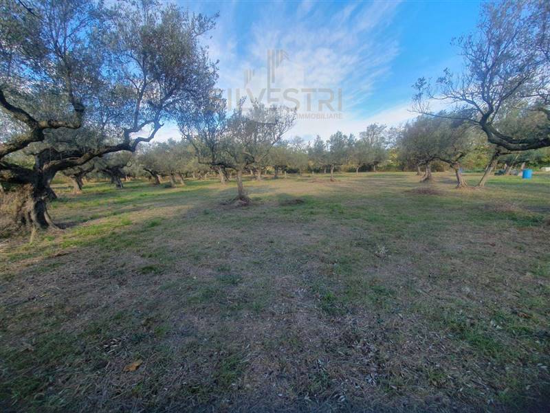 terreno agricolo in vendita a Pianella