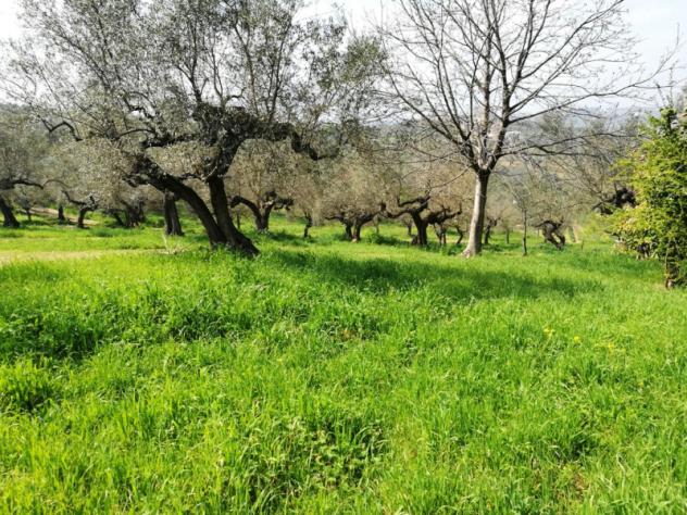 terreno agricolo in vendita a Pianella