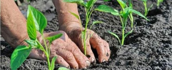 terreno agricolo in vendita a Pianella