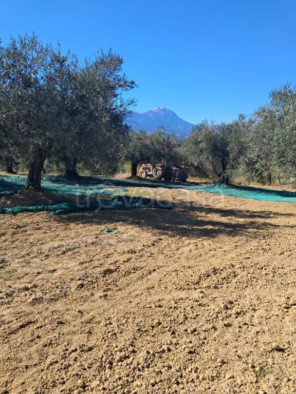 terreno agricolo in vendita a Pianella