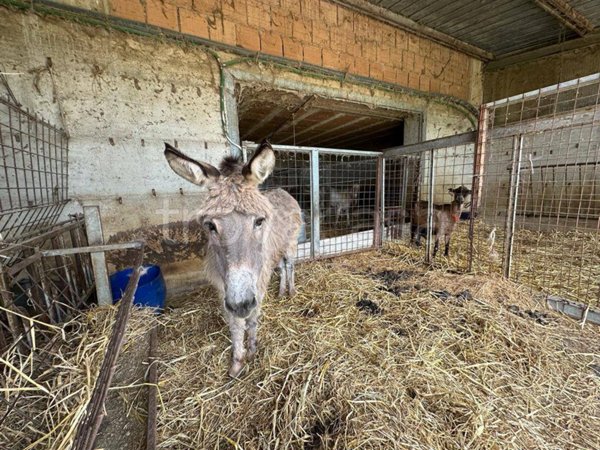 locale commerciale in vendita a Pianella