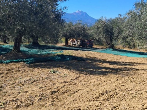 terreno agricolo in vendita a Pianella