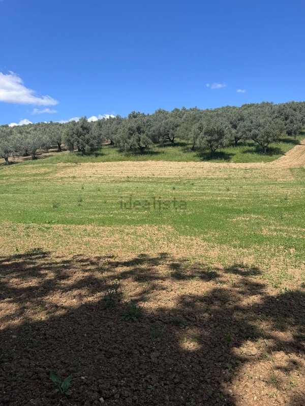 terreno agricolo in vendita a Pianella in zona Cerratina