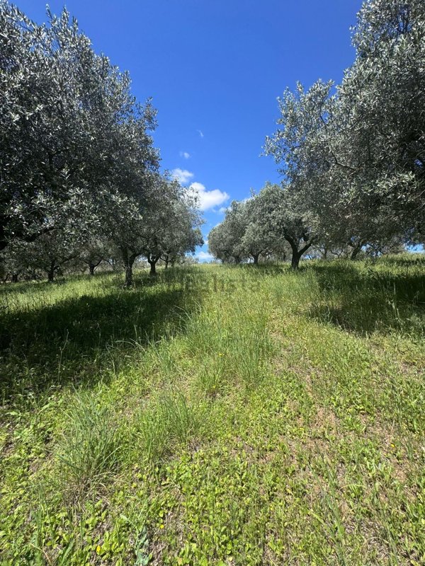 terreno agricolo in vendita a Pianella in zona Cerratina