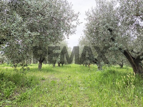terreno agricolo in vendita a Pianella