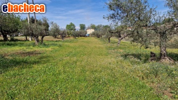 terreno edificabile in vendita a Rosciano