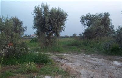 terreno edificabile in vendita a Rosciano