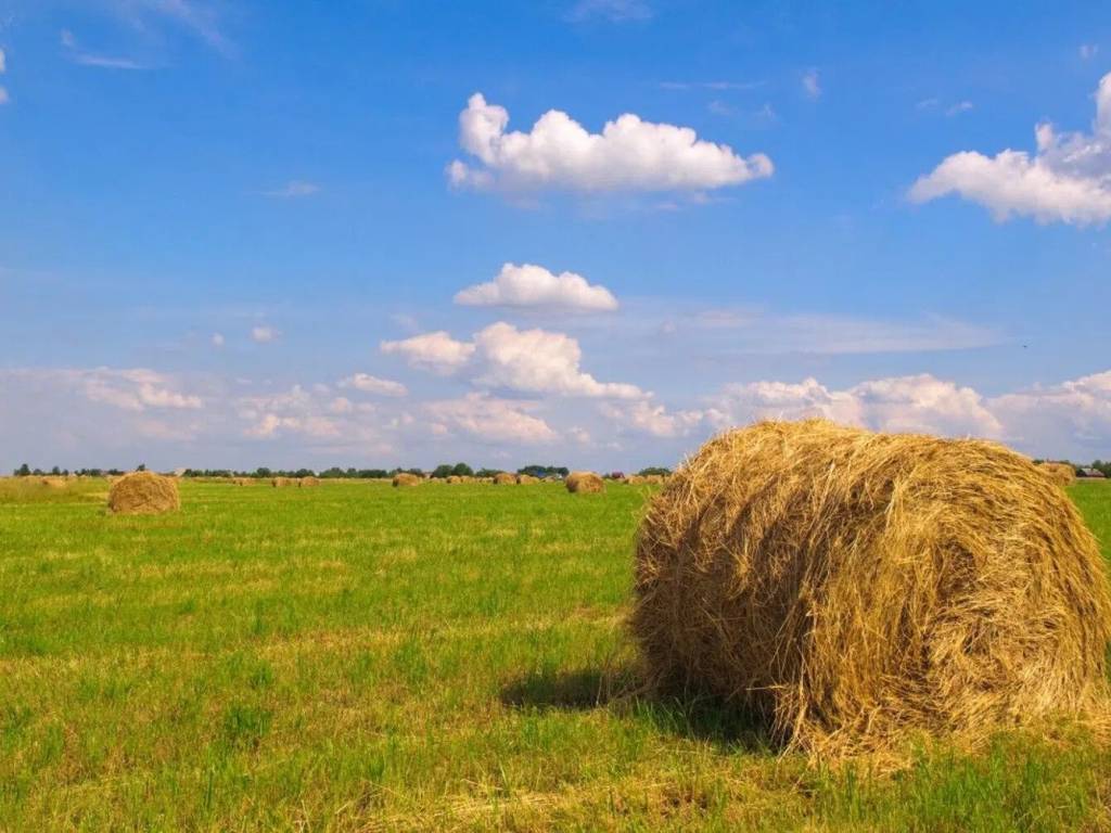 terreno agricolo in vendita a Rosciano